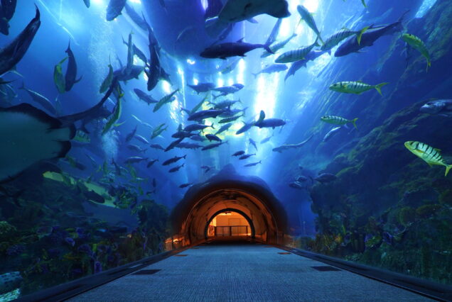 Dubai Aquarium & Underwater Zoo